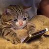 Abraham Del bosque - @abraham.del.bosqu - TikTok