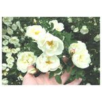 Abraham Branch - @abrahambranch17 - Instagram