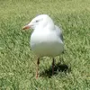 Abraham Charles - @abraham.charles82 - TikTok