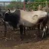 TADEO COLUNGA - @abraham.colunga5 - TikTok