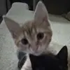abraham.cuevas_ - @abraham.cuevas_ - TikTok