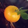 Abraham Esqueda - @abrahamelnegro723 - TikTok