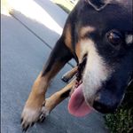 Abraham Feldman Wilson - @abe_the_dogg - Instagram