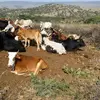 ዕባይ ሃገረሰብ - @abrahamfishale - TikTok
