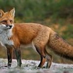 Abraham Fox - @abrahamdavidc360live - Instagram