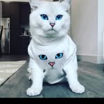 Abraham frank - @abrahamfrank58 - Instagram