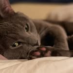 Abraham The Kitten Gardner - @kittystepsxabraham_ - Instagram