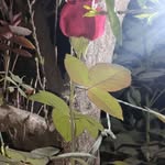 Abraham Seréque Grande - @abrahamsereque - Instagram
