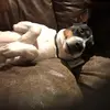 Johnny - @johnny.abraham11 - TikTok