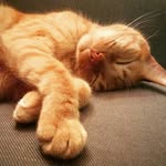 Abraham De Lacy Guiseppe Casey - @thomas_omalley_the_alley_cat - Instagram