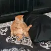 Abraham Leyva - @kuzano890 - TikTok