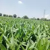 Abraham Ramírez Mancera - @abraham.ramrez.ma2 - TikTok