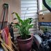 Abraham Robinson - Facebook