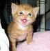 Abraham Safi - Facebook