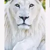 Abraham Sule - @whitelion493 - TikTok