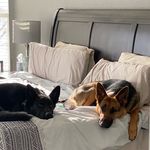Abraham & Mary Todd - @abraham_and_marytodd_thegsds - Instagram