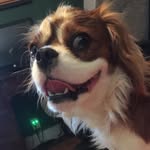 Abraham - @abraham.buddington - Instagram
