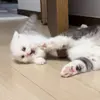 abramarnoldzz2369 - @abramarnoldzz2369 - TikTok