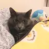abramchan481 - @abramchan481 - TikTok