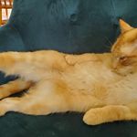 Abram Clark - @sassypurrbox - Instagram