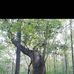 Abraham Abram Cochran Cemetery Est.1862 Famed Walkin Strick Sycamore Tree - Facebook