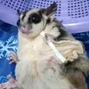 ABAM Glider🐿️ - @abamglider - TikTok