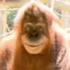 Abram Gomez - @abeissgomez - TikTok