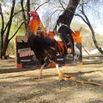 Abraham Guzman - @abramguzman64 - Instagram