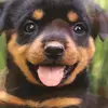 William Abreu - @williamabreu46 - TikTok