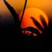 Absa Ali - Facebook