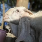 Absar Alam - @absaar_alamfarms110 - Instagram