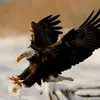 Absar Bhatti - @user6980544175165 - TikTok
