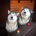 Alaskan Malamute Kai - @absolutepower.kai - Instagram