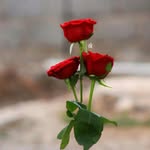 Abu Basem - @basem8438 - Instagram