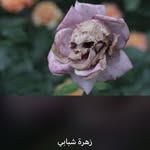 Abu Basem - @abu.basem.967422 - Instagram
