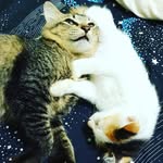 Abu&Bella - @_abu_bella_ - Instagram