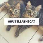 Hashtag abudanbella 🇲🇾 - @abubellathecat - Instagram