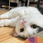 阿布•布朗妮 - @abu.brownie - Instagram