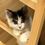 あぶ - @abuchang84 - Instagram