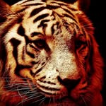 @abu_harriss - Instagram