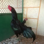 Abu Jamal  أبو جمال - @ch.uae - Instagram