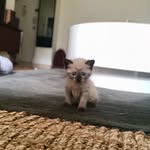 Abu The Kitten - @abu.martinez - Instagram