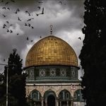 Omar Nidal - @abu.__.nidal - Instagram