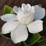 Heyam Abu Qamar - @abuqamarheyam - Instagram