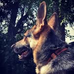 🖤Ace Alexander🖤 - @2_ace_the_dog_7 - Instagram