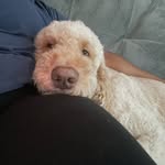 Ace Alexander🐾 - @acealexanderdoodle - Instagram