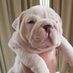 Ace Allen - @ace_thebritishbulldog - Instagram