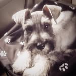 Sir Ace Anonymous - @aceboogie_theschnauzer - Instagram