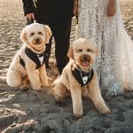 Ace & Arthur Petronis-Branch Woodward - @acenartie - Instagram