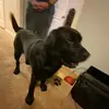 Ace Arthur🐾 - @ace.arthur3 - TikTok
